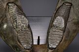 Wide Woolly Mammoth Lower Jaw With M/M Molars - Ukraine #370317-10